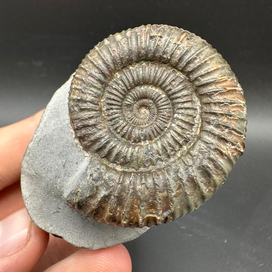 Dactylioceras Ammonite Fossil With box and Stand - Whitby, North Yorkshire Jurassic Coast Yorkshire Fossils