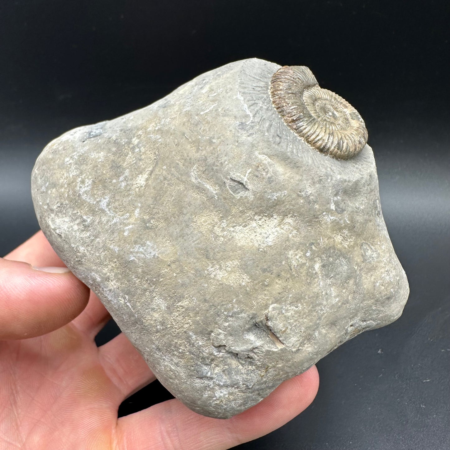 Dactylioceras Ammonite Fossil With box and Stand - Whitby, North Yorkshire Jurassic Coast Yorkshire Fossils