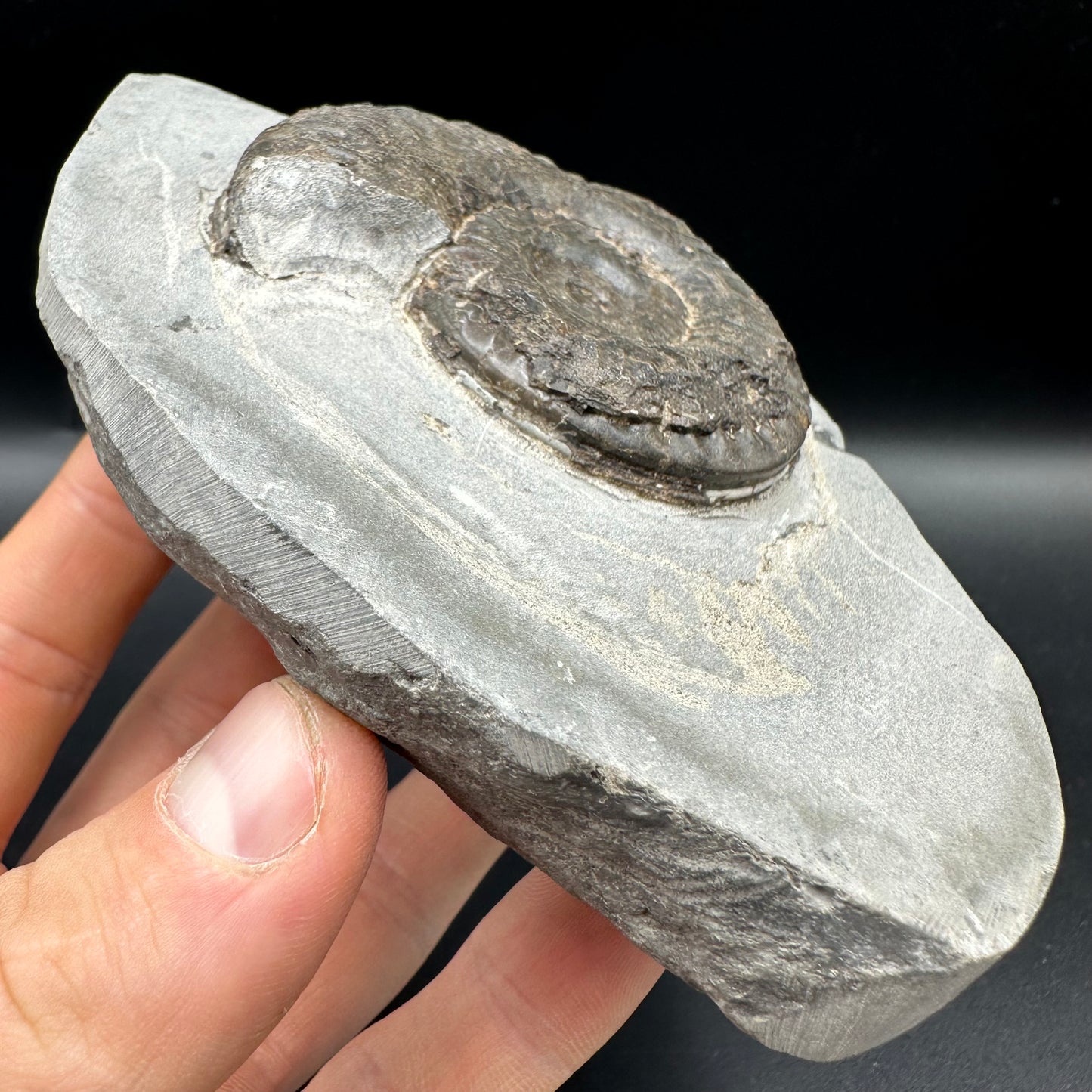 Hildoceras lusitanicum Ammonite fossil with box and stand - Whitby, North Yorkshire, Jurassic Coast, Yorkshire Fossils from the Jurassic Coast