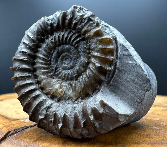 Arnioceras ammonite shell fossil with box and stand - Whitby, North Yorkshire Jurassic Coast Yorkshire Fossils