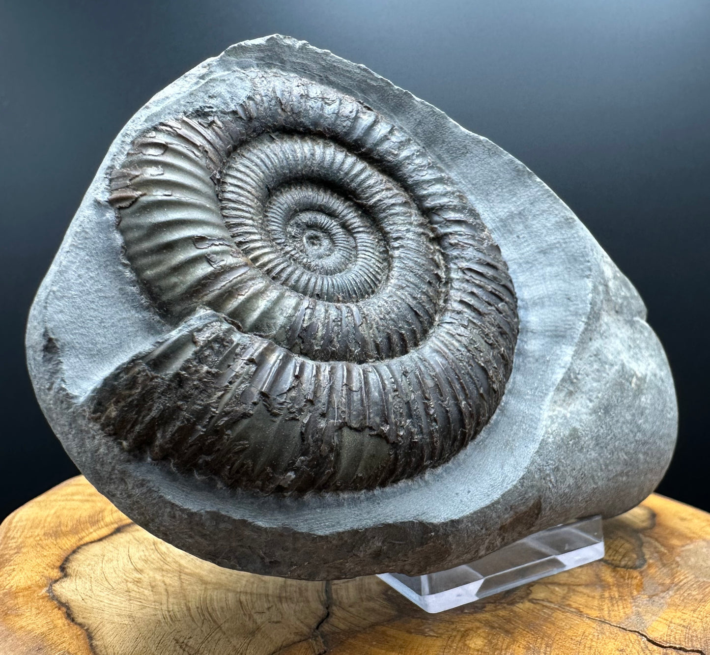 Dactylioceras Ammonite Fossil With box and Stand - Whitby, North Yorkshire Jurassic Coast Yorkshire Fossils