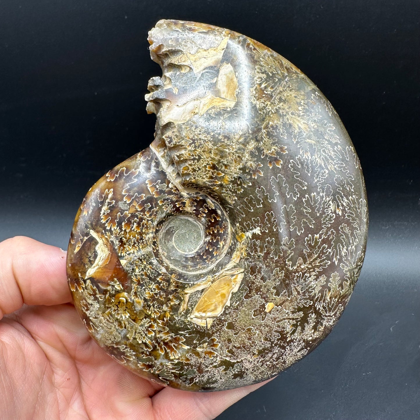 Cleoniceras Ammonite Fossil With Box And Stand - Cretaceous Ammonite Madagascar