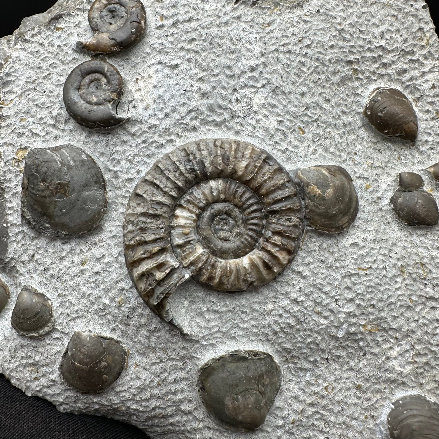Arnioceras ammonite shell fossil with stand - Whitby, North Yorkshire Jurassic Coast Yorkshire Fossils