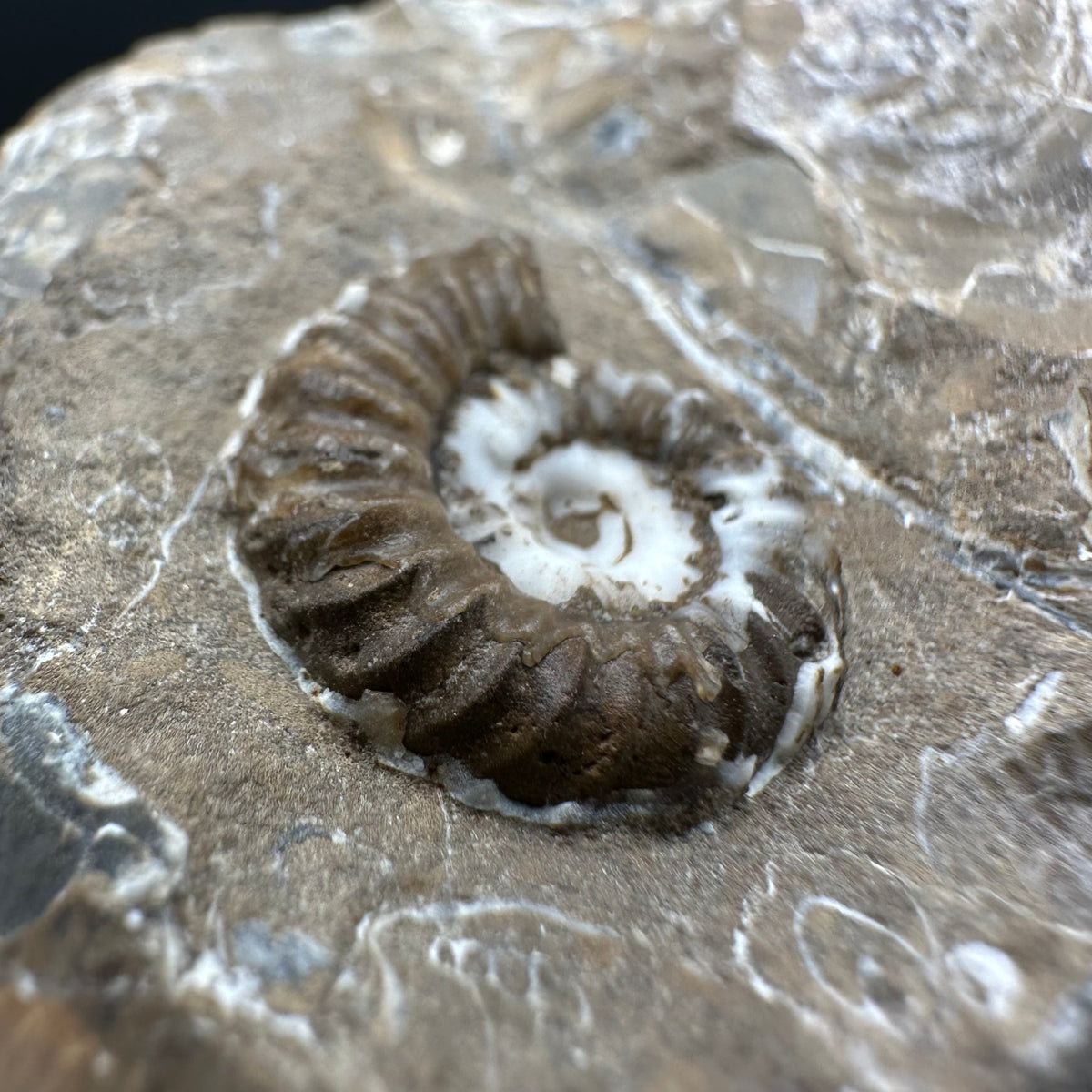 Androgynoceras capricornus Ammonite Fossil With Stand - Whitby, North Yorkshire Jurassic Coast Yorkshire Fossils