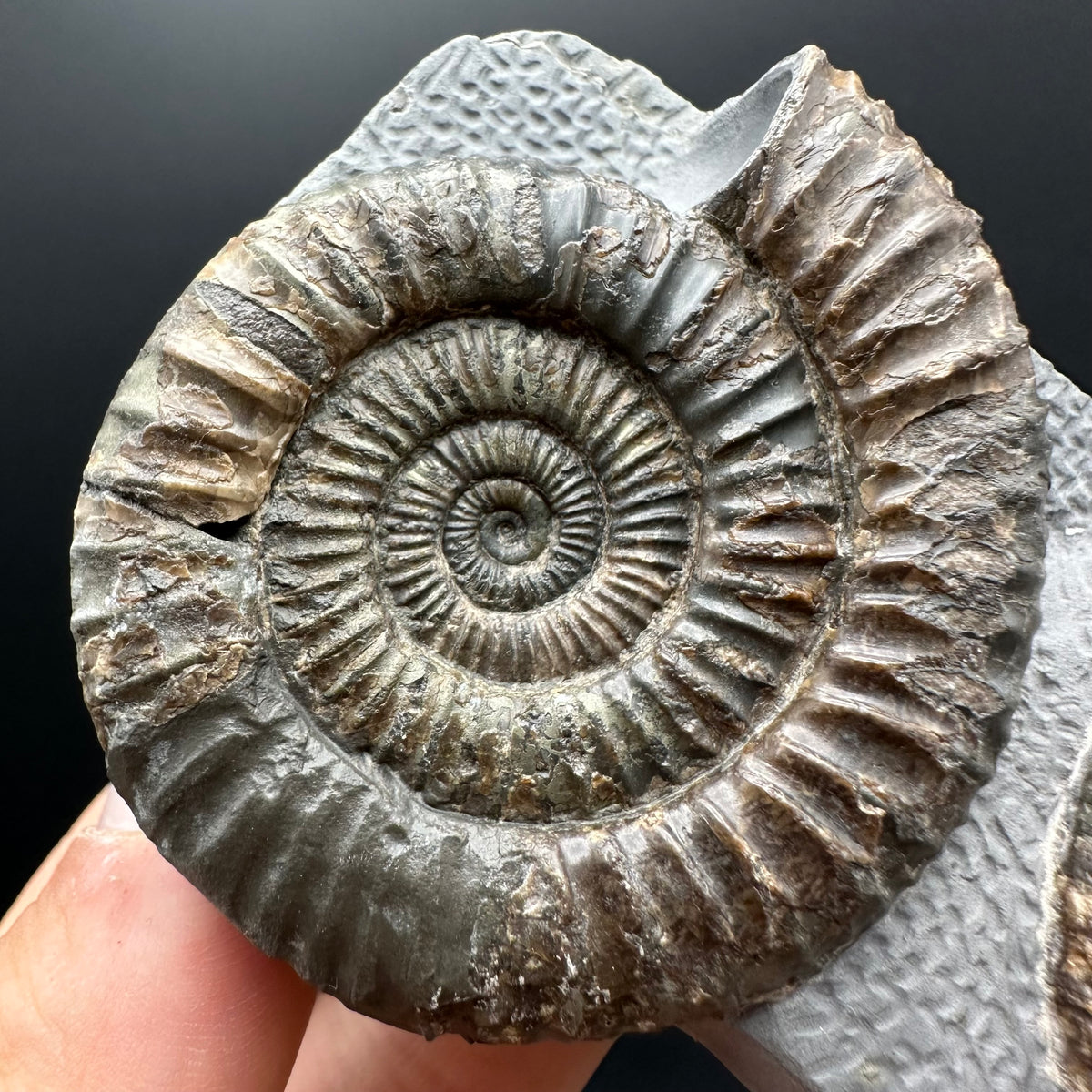 Dactylioceras Ammonite Fossil With Stand - Whitby, North Yorkshire Jurassic Coast Yorkshire Fossils