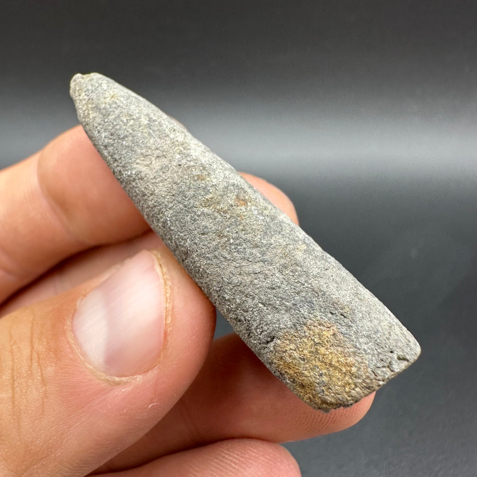 Belemnite (Fossil Squid) shell fossil - Whitby, North Yorkshire Jurass ...