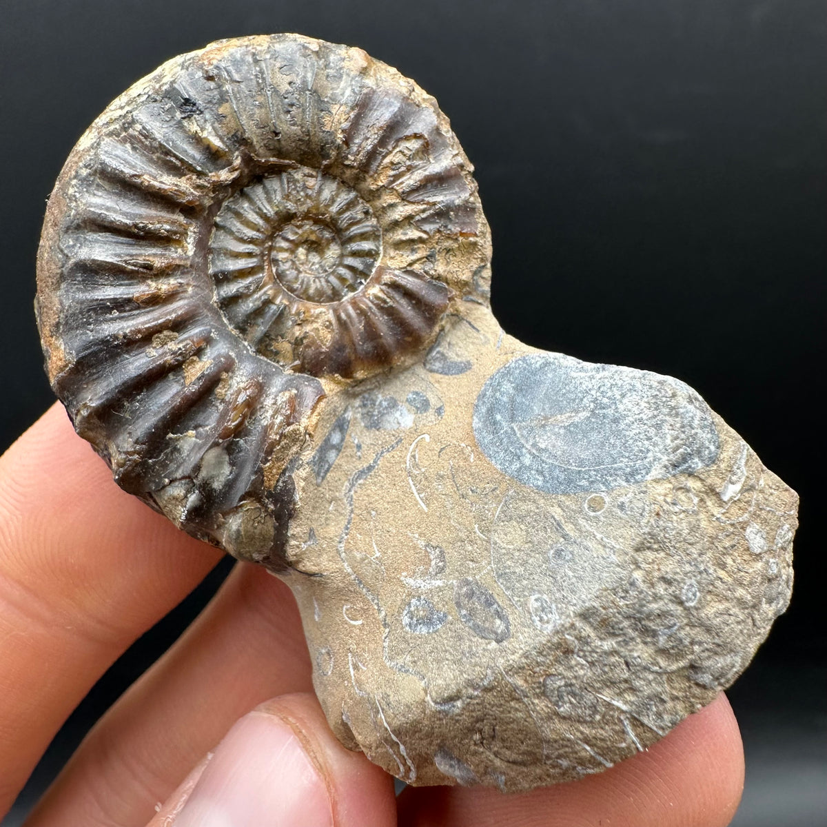 Pleuroceras paucicostatum ammonite fossil with box and stand - Whitby, North Yorkshire Jurassic Coast Yorkshire Fossils