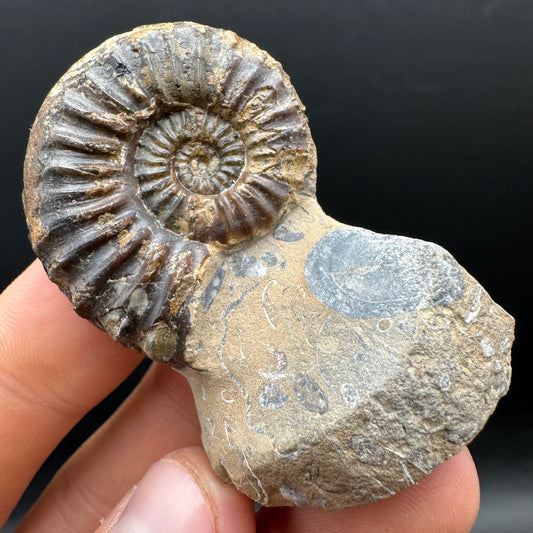 Pleuroceras paucicostatum ammonite fossil with box and stand - Whitby, North Yorkshire Jurassic Coast Yorkshire Fossils