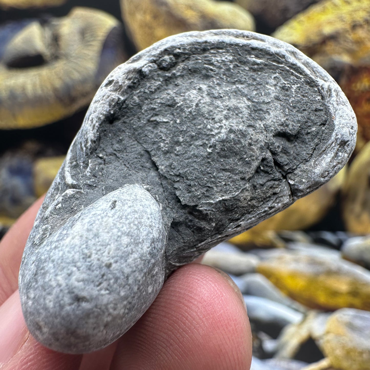Gryphaea shell fossil - Whitby, North Yorkshire