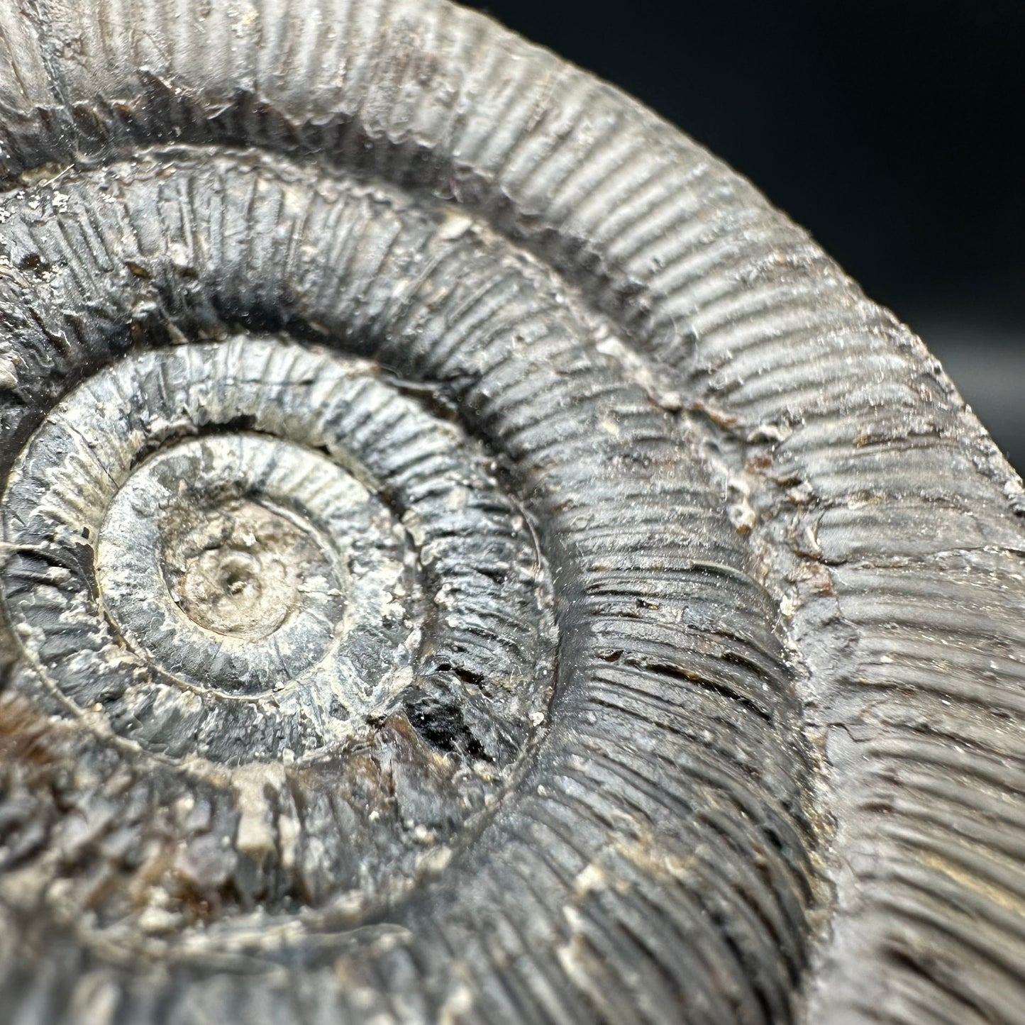 Dactylioceras tenuicostatum ammonite fossil with box and stand - Whitby, North Yorkshire Jurassic Coast