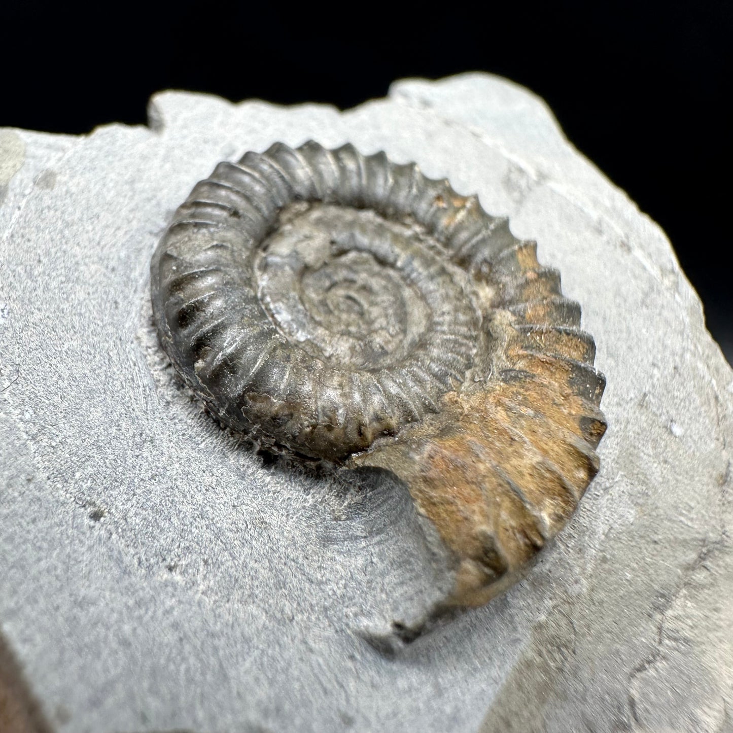 Arnioceras ammonite shell fossil with box and stand - Whitby, North Yorkshire Jurassic Coast Yorkshire Fossils