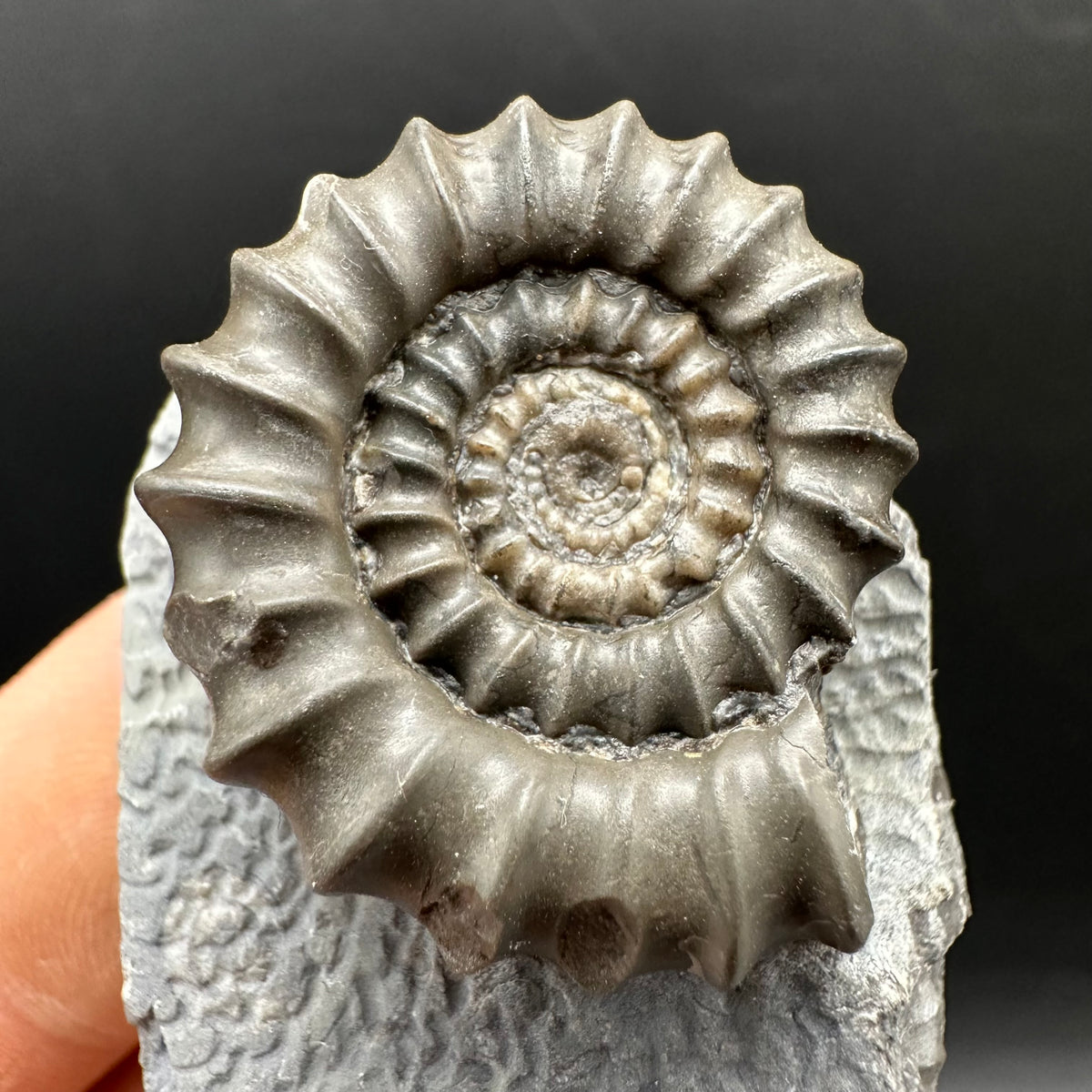 Gagaticeras Ammonite fossil with box and stand - Whitby, North Yorkshire Jurassic Coast Yorkshire Fossils