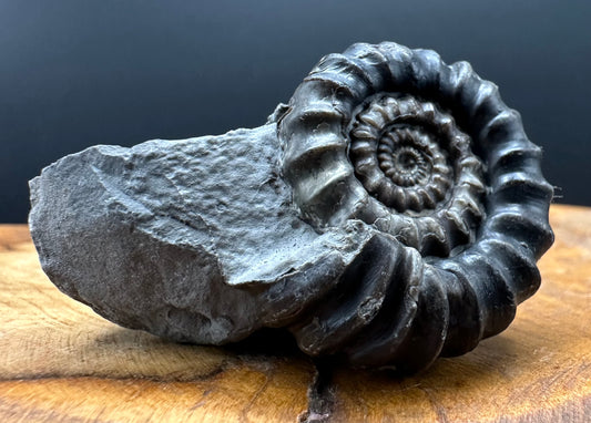 Gagaticeras Ammonite fossil with box and stand - Whitby, North Yorkshire Jurassic Coast Yorkshire Fossils