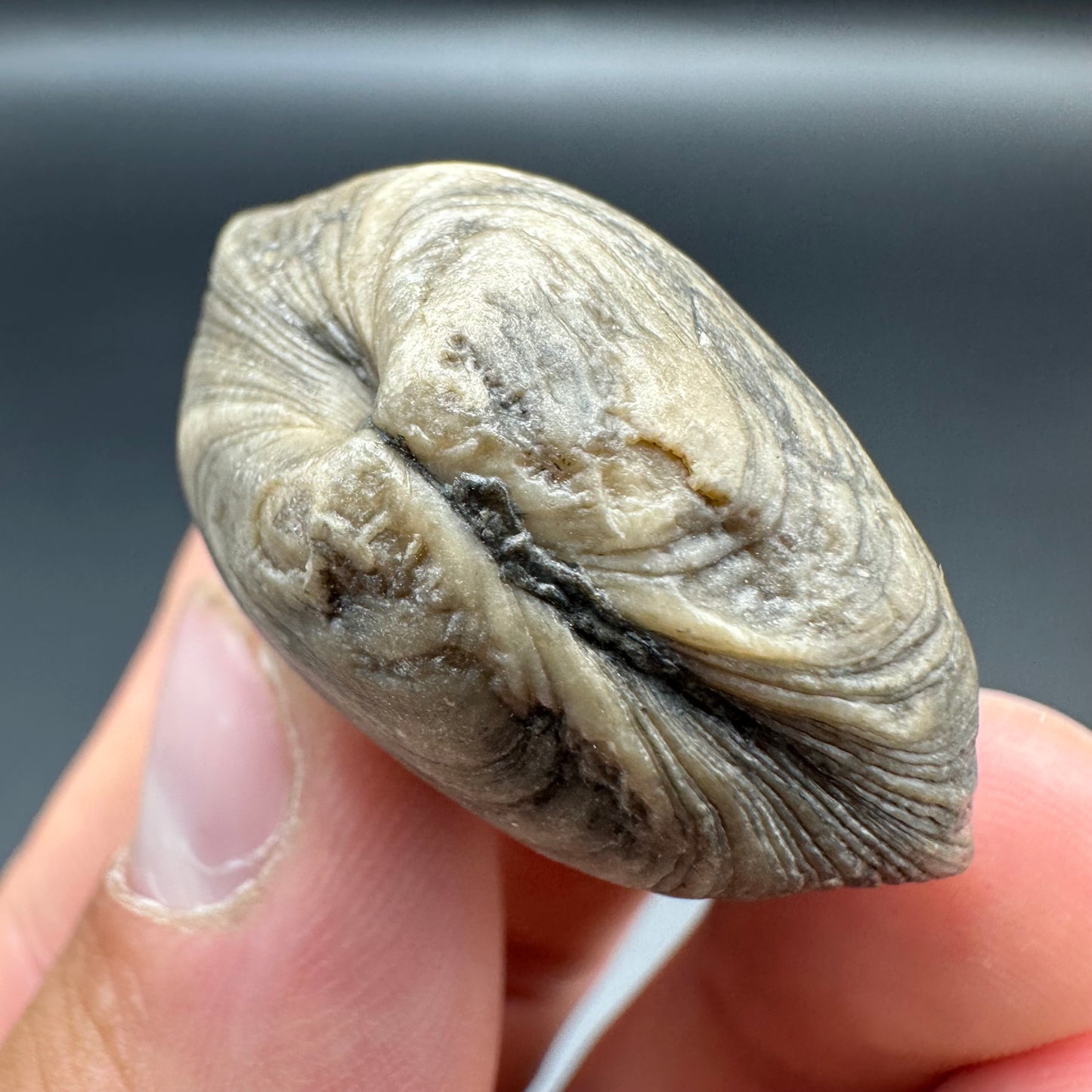 Shell fossil with tin and stand - Whitby, North Yorkshire, Jurassic Coast, Yorkshire Fossils