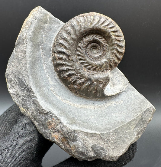 Hildoceras lusitanicum Ammonite fossil with box and stand - Whitby, North Yorkshire, Jurassic Coast, Yorkshire Fossils from the Jurassic Coast