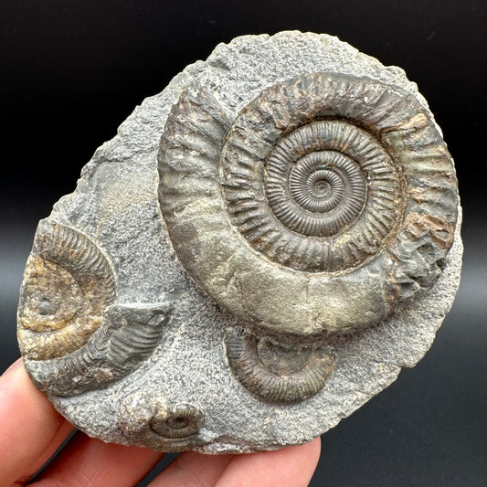 Dactylioceras Ammonite Fossil With Box And Stand - Whitby, North Yorkshire Jurassic Coast Yorkshire Fossils