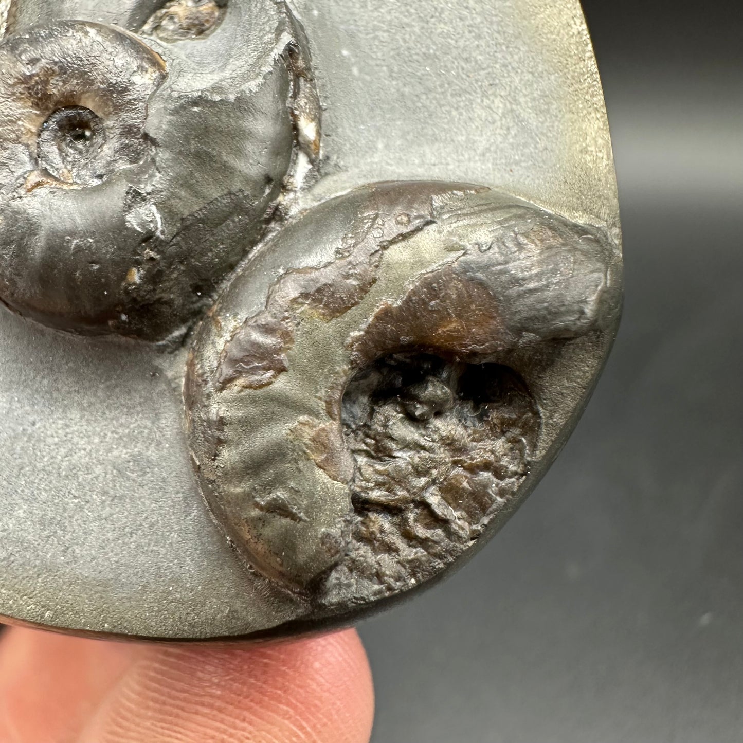 Golden Egg (GENUINE) Ammonite Fossil With Stand - Whitby, North Yorkshire Jurassic Coast Yorkshire Fossils