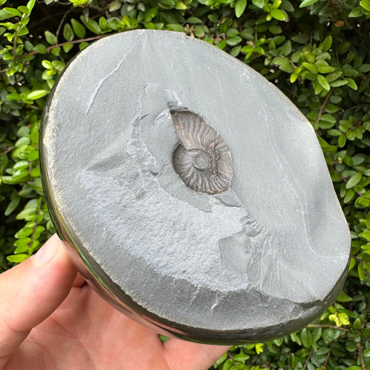 Golden Egg (GENUINE) Ammonite Fossil With Stand - Whitby, North Yorkshire Jurassic Coast Yorkshire Fossils