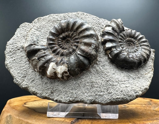 Androgynoceras maculatum ammonite fossil with box and stand - Whitby, North Yorkshire Jurassic Coast Yorkshire Fossils
