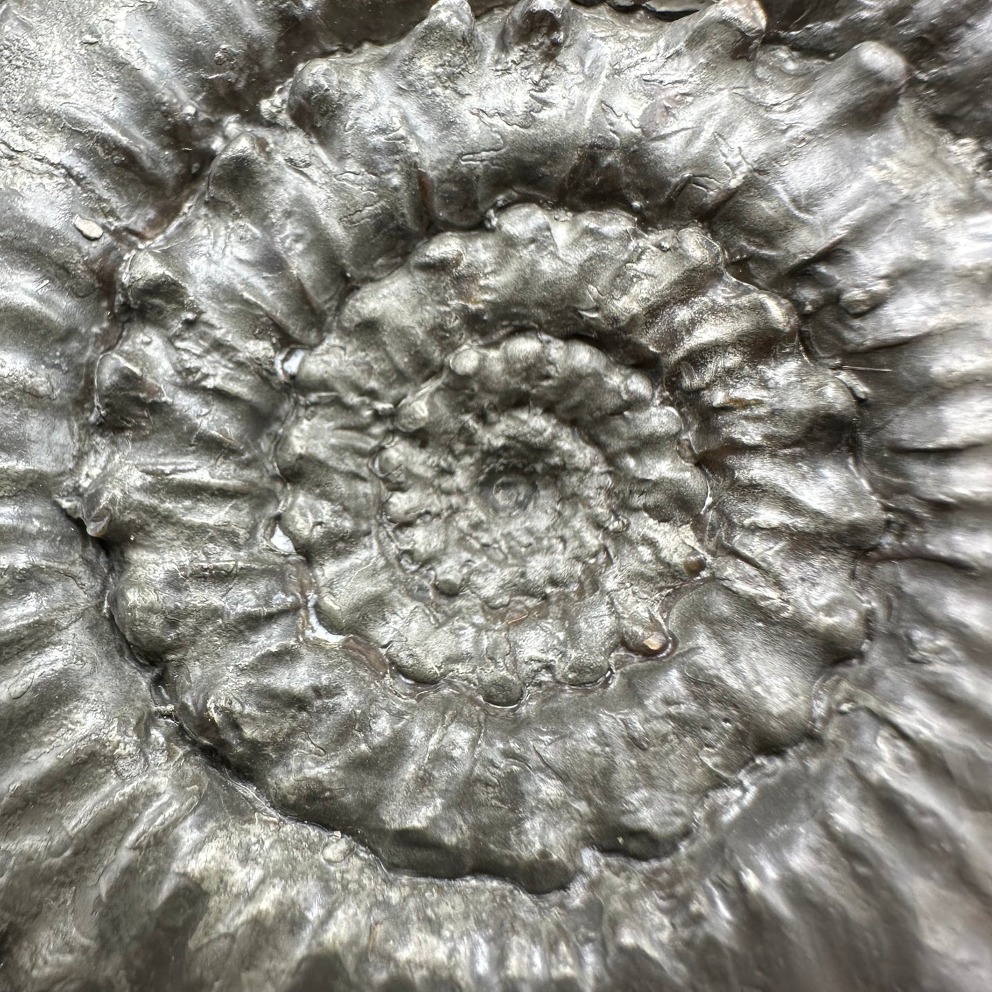 Peronoceras Sp. Ammonite fossil with box and stand - Whitby, North Yorkshire Jurassic Coast Yorkshire Fossils