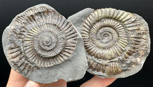Dactylioceras Ammonite nodule (split pair) Fossil With Box And Stand - Whitby, North Yorkshire Jurassic Coast Yorkshire Fossils