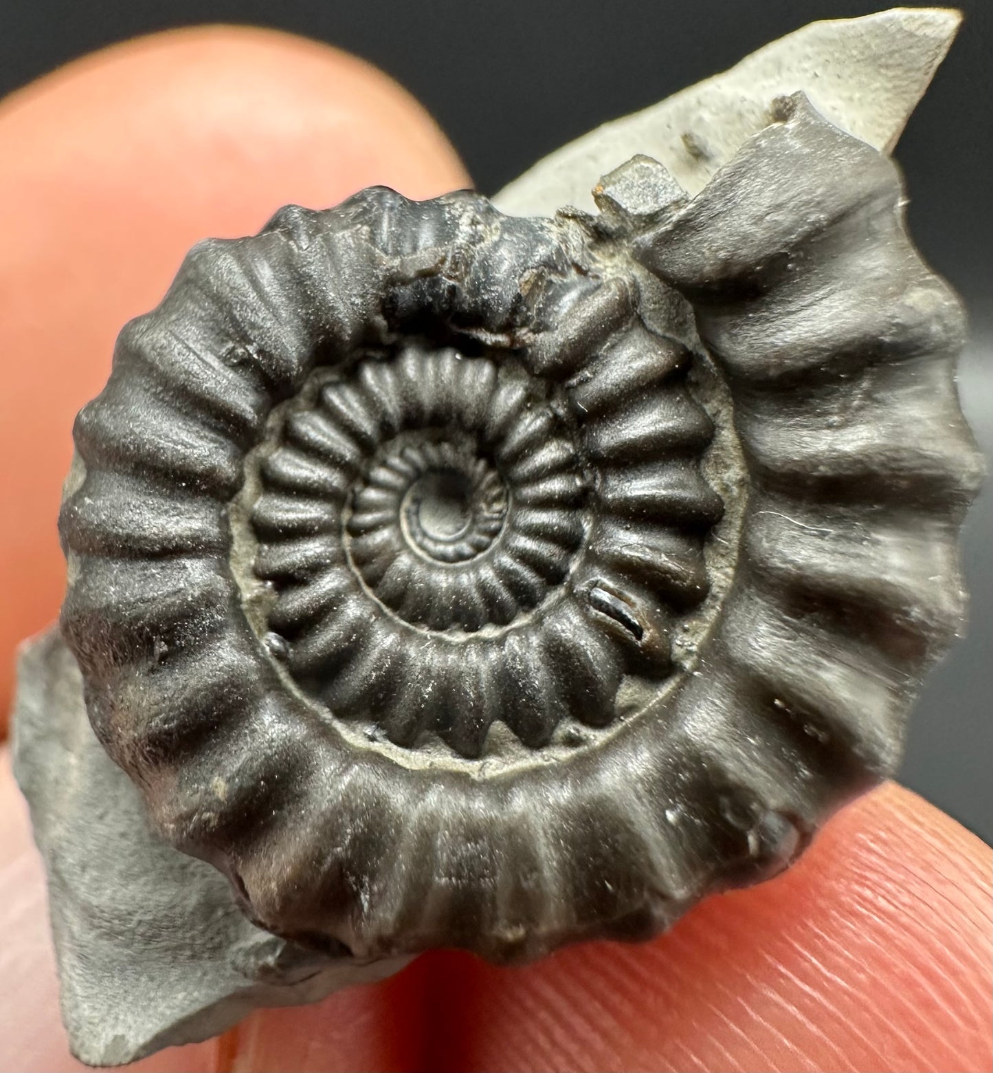 Gagaticeras Ammonite fossil with box and stand - Whitby, North Yorkshire Jurassic Coast Yorkshire Fossils