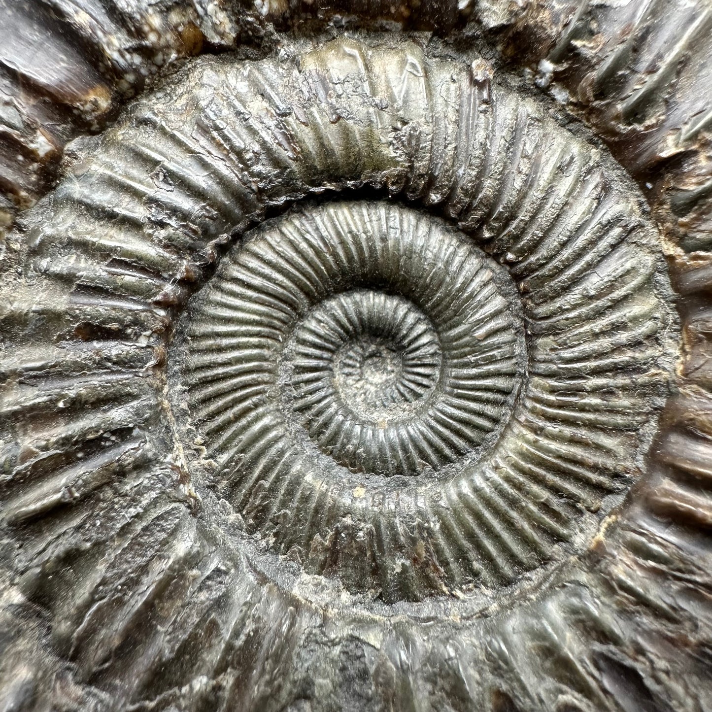 Peronoceras fibulatum Ammonite fossil with box and stand - Whitby, North Yorkshire Jurassic Coast Yorkshire Fossils