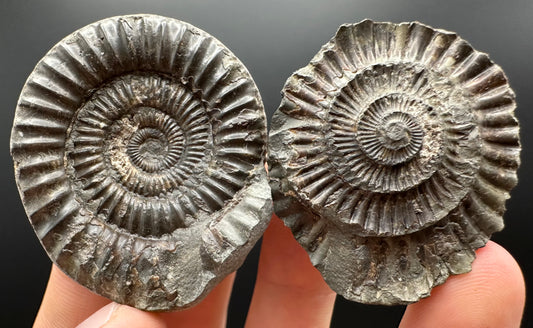 Dactylioceras Ammonite nodule (split pair) Fossil With Box And Stand - Whitby, North Yorkshire Jurassic Coast Yorkshire Fossils