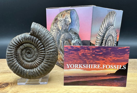 Dactylioceras Ammonite Fossil With box and Stand - Whitby, North Yorkshire Jurassic Coast Yorkshire Fossils