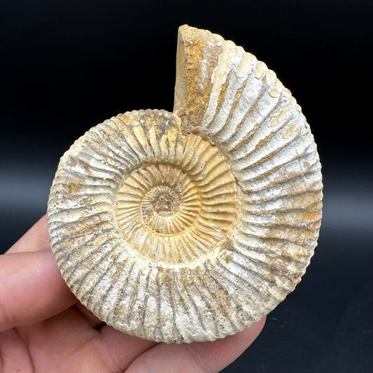 Dichotomosphinctes Ammonite Fossil With Box And Stand - Middle Jurassic Ammonite Madagascar
