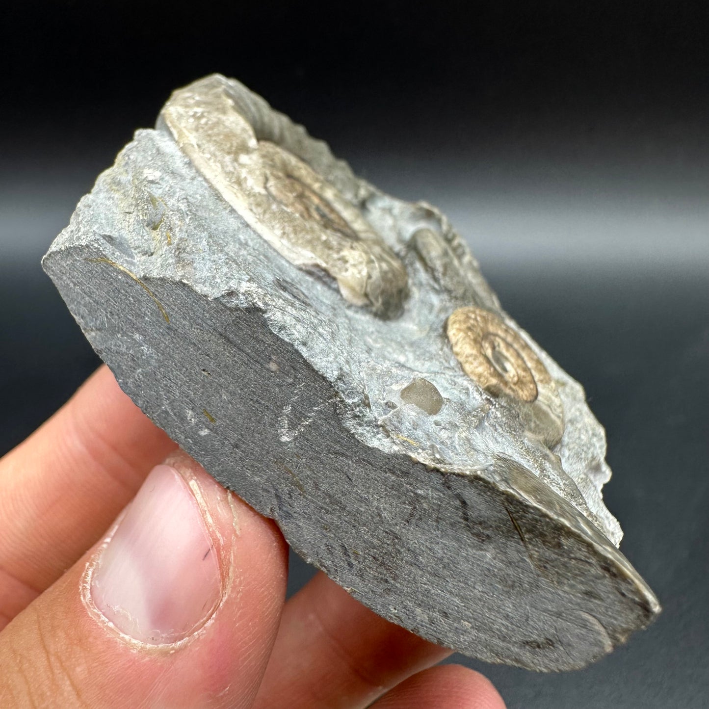 Arnioceras ammonite shell fossil with box and stand - Whitby, North Yorkshire Jurassic Coast Yorkshire Fossils