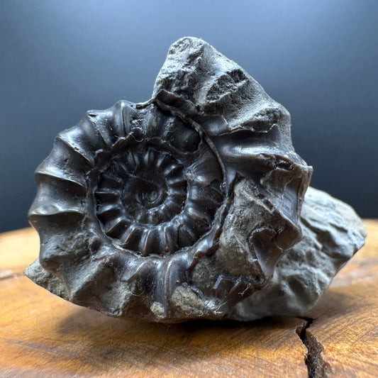 Gagaticeras Ammonite fossil with box and stand - Whitby, North Yorkshire Jurassic Coast Yorkshire Fossils