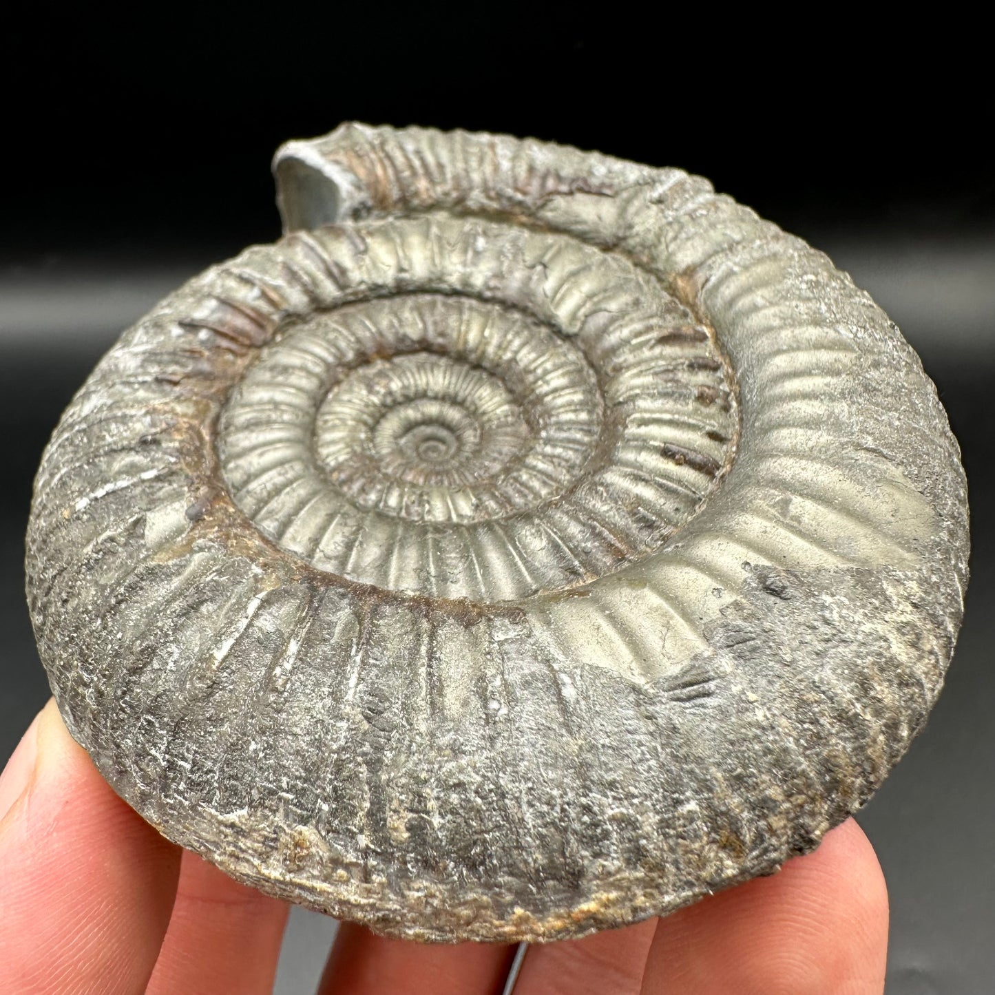 Catacoeloceras Sp. ammonite fossil with box and stand- Whitby, North Yorkshire Jurassic Coast Yorkshire Fossils