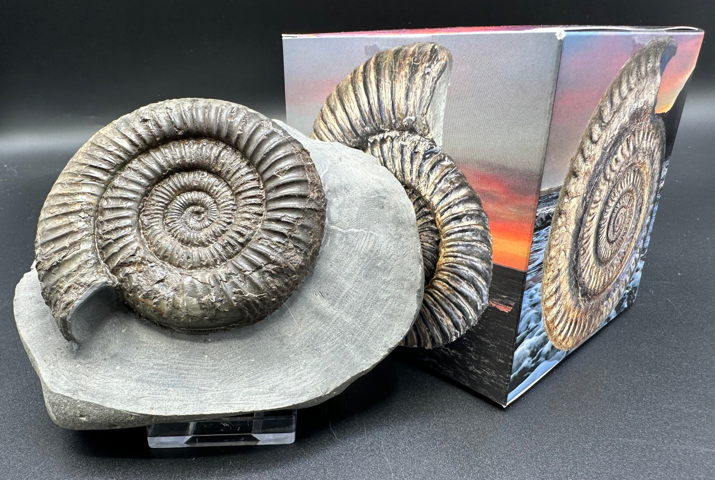 Dactylioceras Ammonite Fossil With Box And Stand - Whitby, North Yorkshire Jurassic Coast Yorkshire Fossils