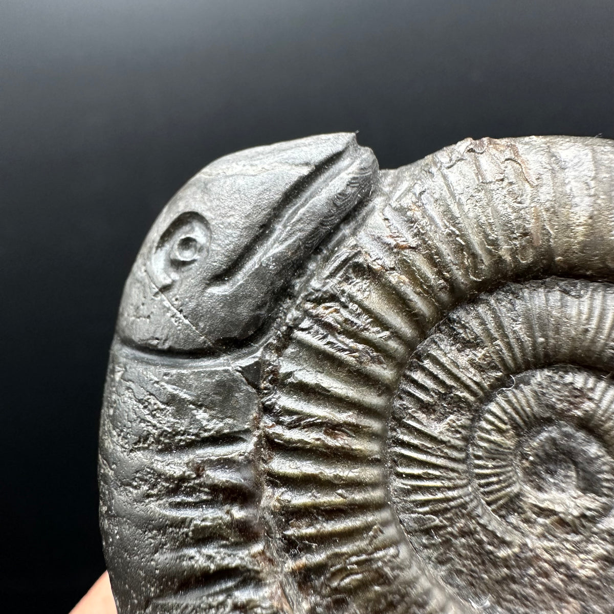 Hydra Snakestone Ammonite Fossil With Bag/Box And Stand - Whitby, North Yorkshire Jurassic Coast Yorkshire Fossils