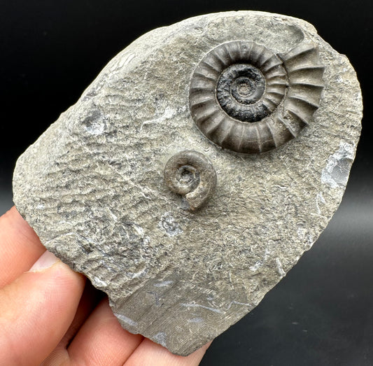 Arnioceras ammonite shell fossil with box and stand - Whitby, North Yorkshire Jurassic Coast Yorkshire Fossils