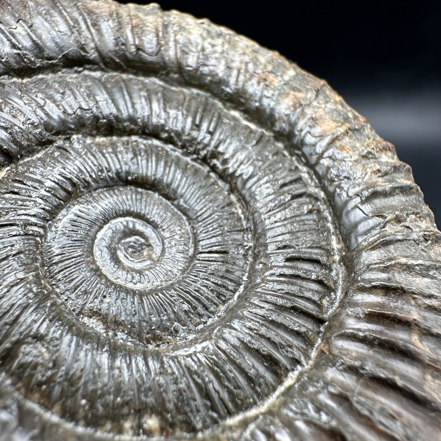 Dactylioceras Ammonite Fossil With Box And Stand - Whitby, North Yorkshire Jurassic Coast Yorkshire Fossils