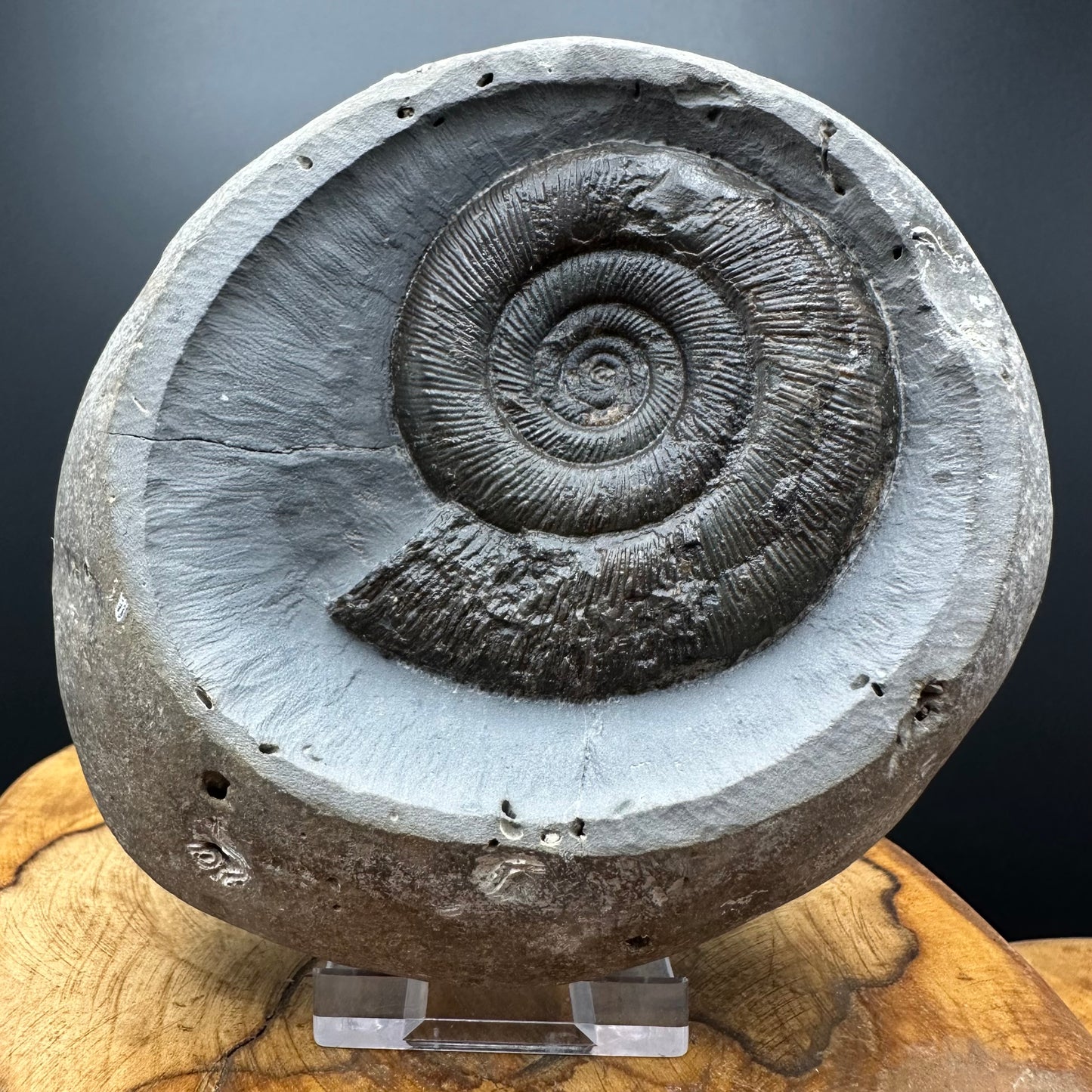 Dactylioceras semicelatum Ammonite fossil with stand - Whitby, North Yorkshire Jurassic Coast Yorkshire Fossils