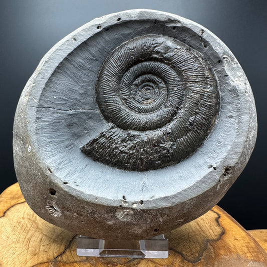 Dactylioceras semicelatum Ammonite fossil with stand - Whitby, North Yorkshire Jurassic Coast Yorkshire Fossils