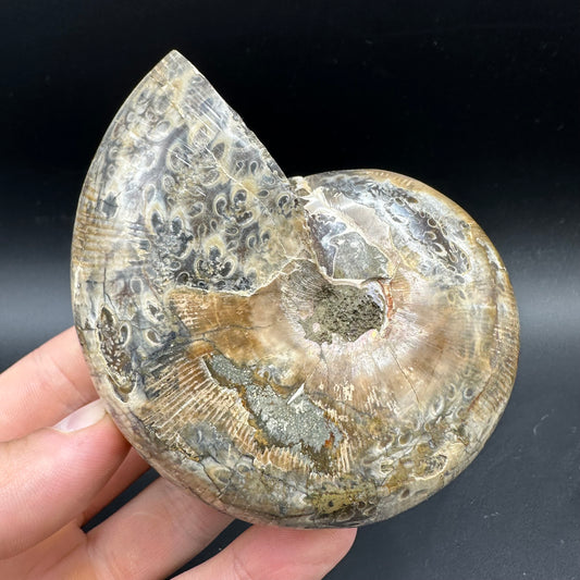 Phylloceras Ammonite Fossil With Box And Stand - Cretaceous Ammonite Madagascar