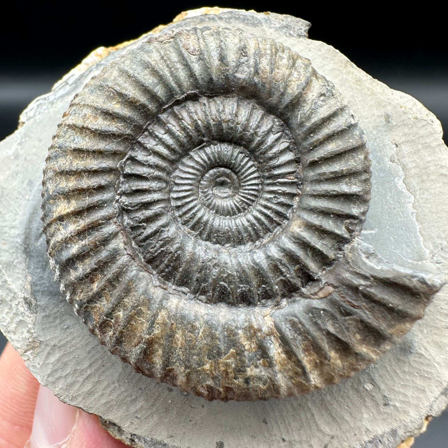 Dactylioceras Ammonite Fossil With Box And Stand - Whitby, North Yorkshire Jurassic Coast Yorkshire Fossils