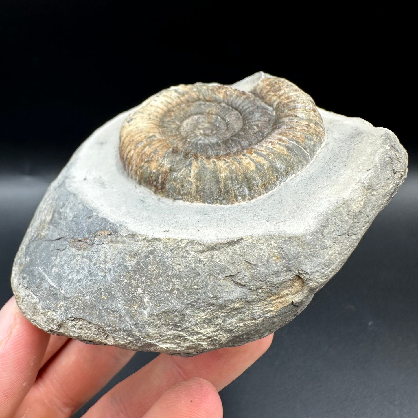 Dactylioceras Ammonite Fossil With Box And Stand - Whitby, North Yorkshire Jurassic Coast Yorkshire Fossils