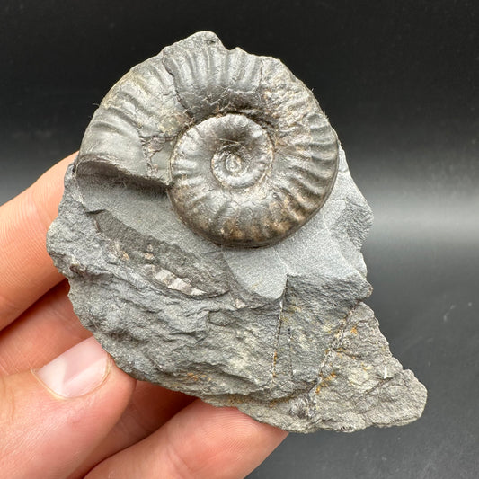 Grammoceras thoaurense Ammonite shell fossil with box and stand - Whitby, North Yorkshire, Yorkshire Fossils from the Jurassic Coast