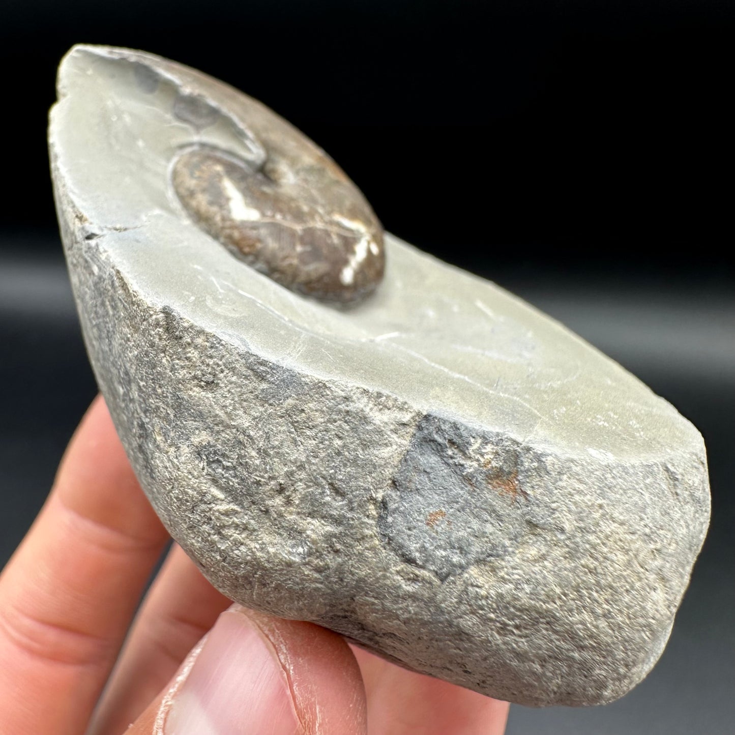 Phylloceras ammonite fossil with box and stand - Whitby, North Yorkshire Jurassic Coast, Yorkshire fossils