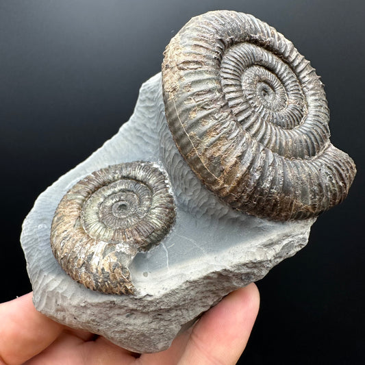 Dactylioceras Ammonite Fossil With Stand - Whitby, North Yorkshire Jurassic Coast Yorkshire Fossils