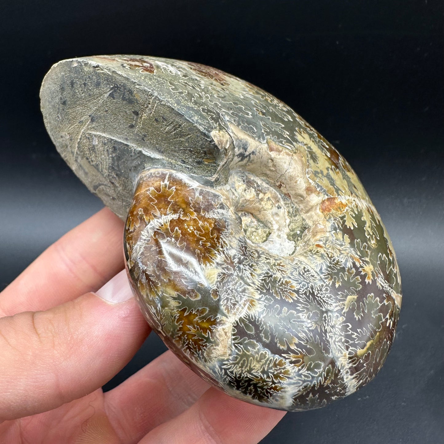 Puzosia Ammonite Fossil With Box And Stand - Cretaceous Ammonite Madagascar