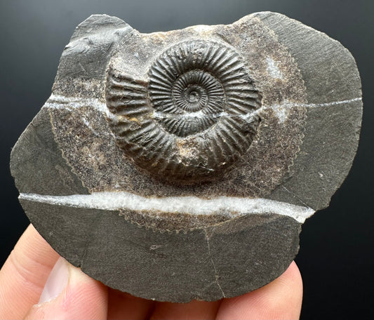 Dactylioceras Ammonite Fossil With box and Stand - Whitby, North Yorkshire Jurassic Coast Yorkshire Fossils