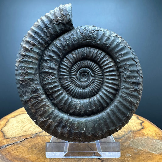 Dactylioceras Ammonite Fossil With box and Stand - Whitby, North Yorkshire Jurassic Coast Yorkshire Fossils