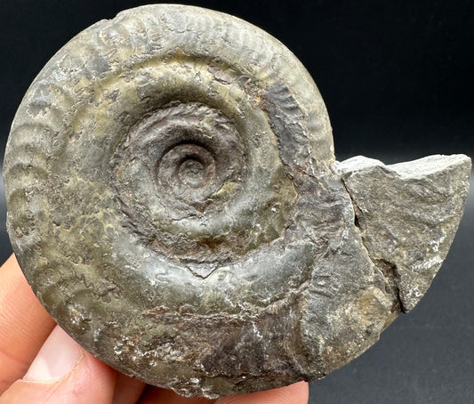 Hildoceras semipolitum Ammonite fossil with box and stand - Whitby, North Yorkshire Jurassic Coast, Yorkshire Fossils from the Jurassic Coast