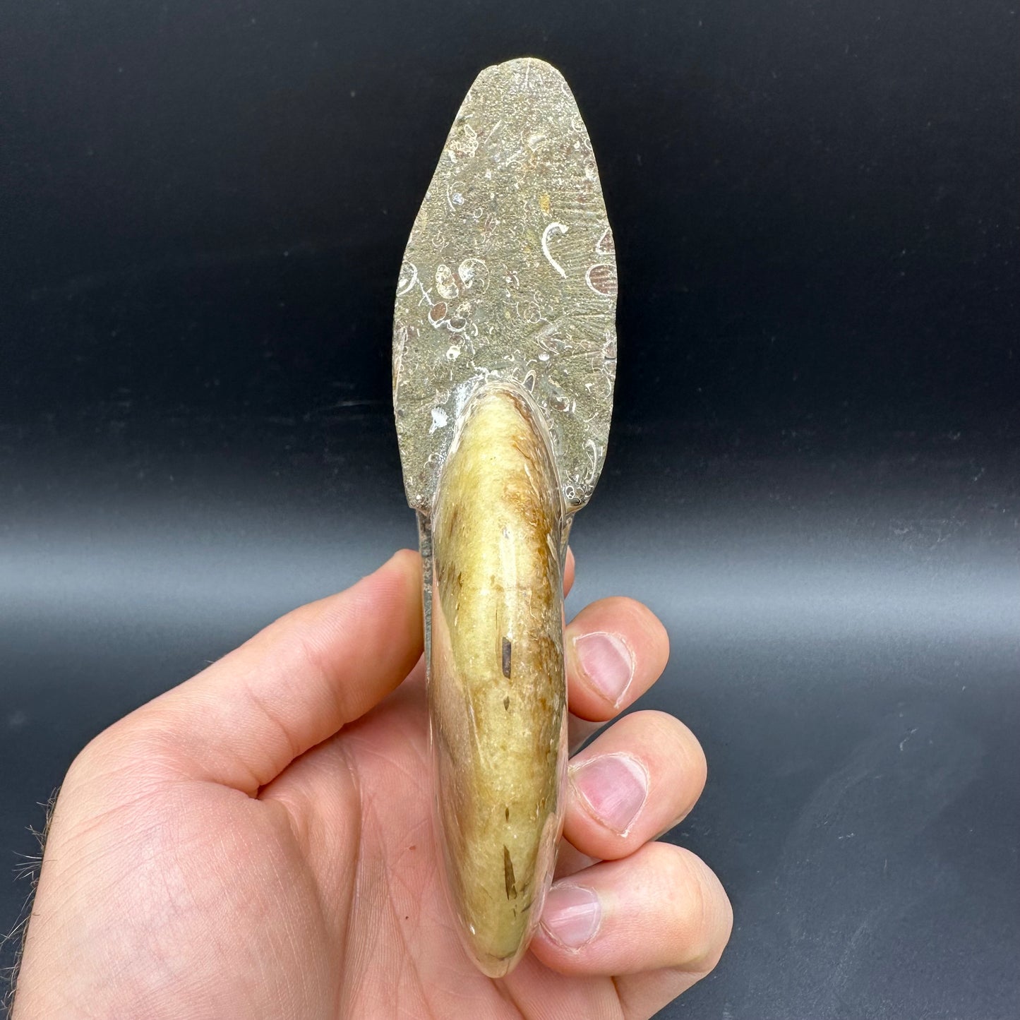 Cleoniceras Ammonite Fossil With Stand - Cretaceous Ammonite Madagascar